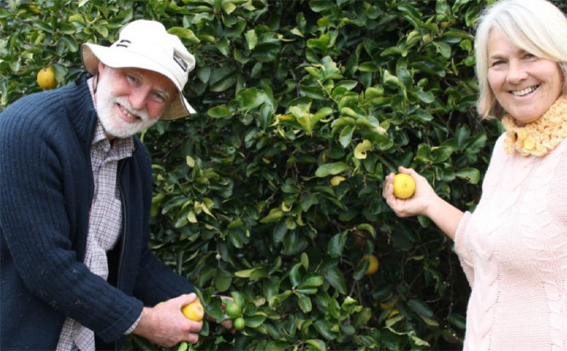 Bluegum Limes