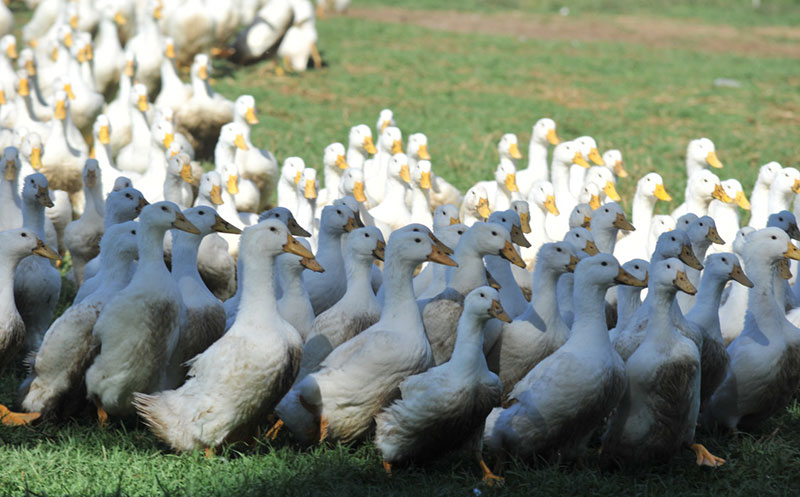 Burrawong Gaian Farm