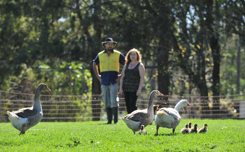 Burrawang gaian Farm