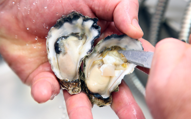 balls butchery oysters