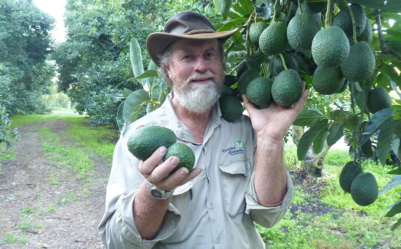 Coastal Avocados