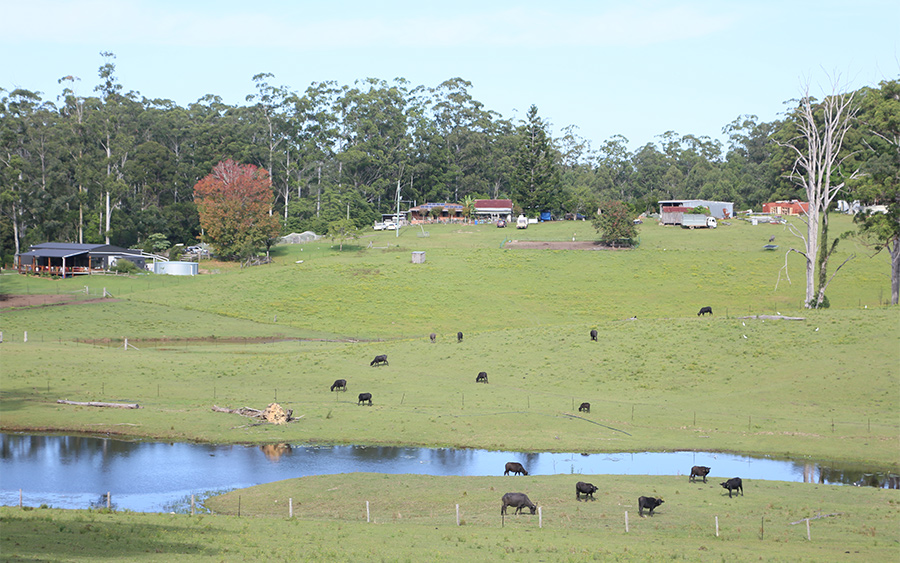 eungai buffalo farm vista