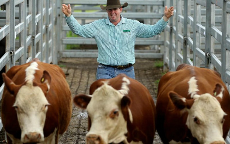 Macleay Valley Beef Producers to Benefit from Export Agreement