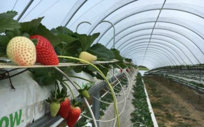 Innovations in Strawberry Growing Mean Improvements for the Industry